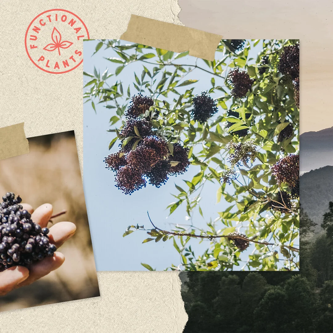 Origin_Process_LOOK_C_ELDERBERRY_1x1-journalvibe-01-2of3.jpg