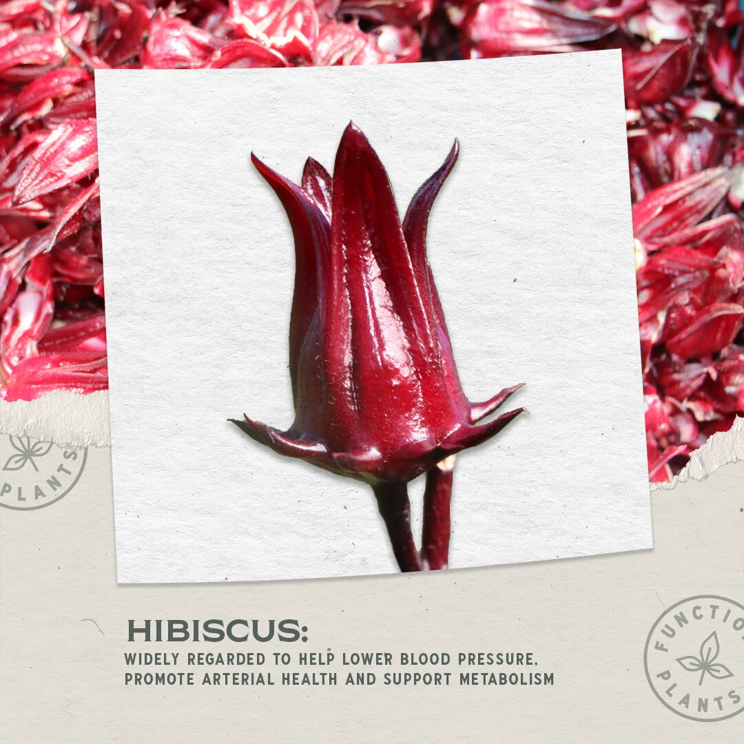 Product_Function_LOOK_H_HIBISCUS_1x1-isolatedplant-01.jpg