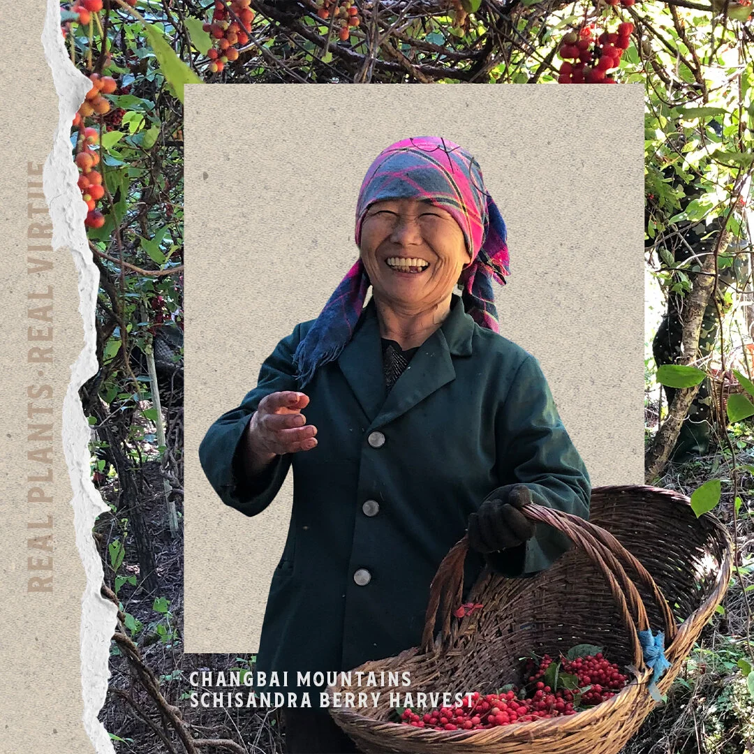 Origin_Process_LOOK_B_SCHISANDRABERRY_1x1-schisandraharvest-01-1of2.jpg