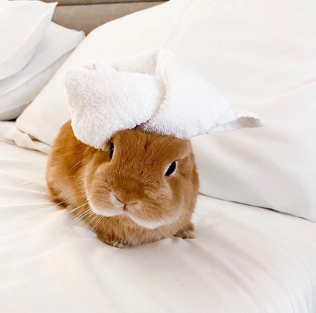 Tag some &ldquo;bunny&rdquo; who deserves a spa day 🧖🏼
#SelfcareSunday inspo via @toutesttemporaire