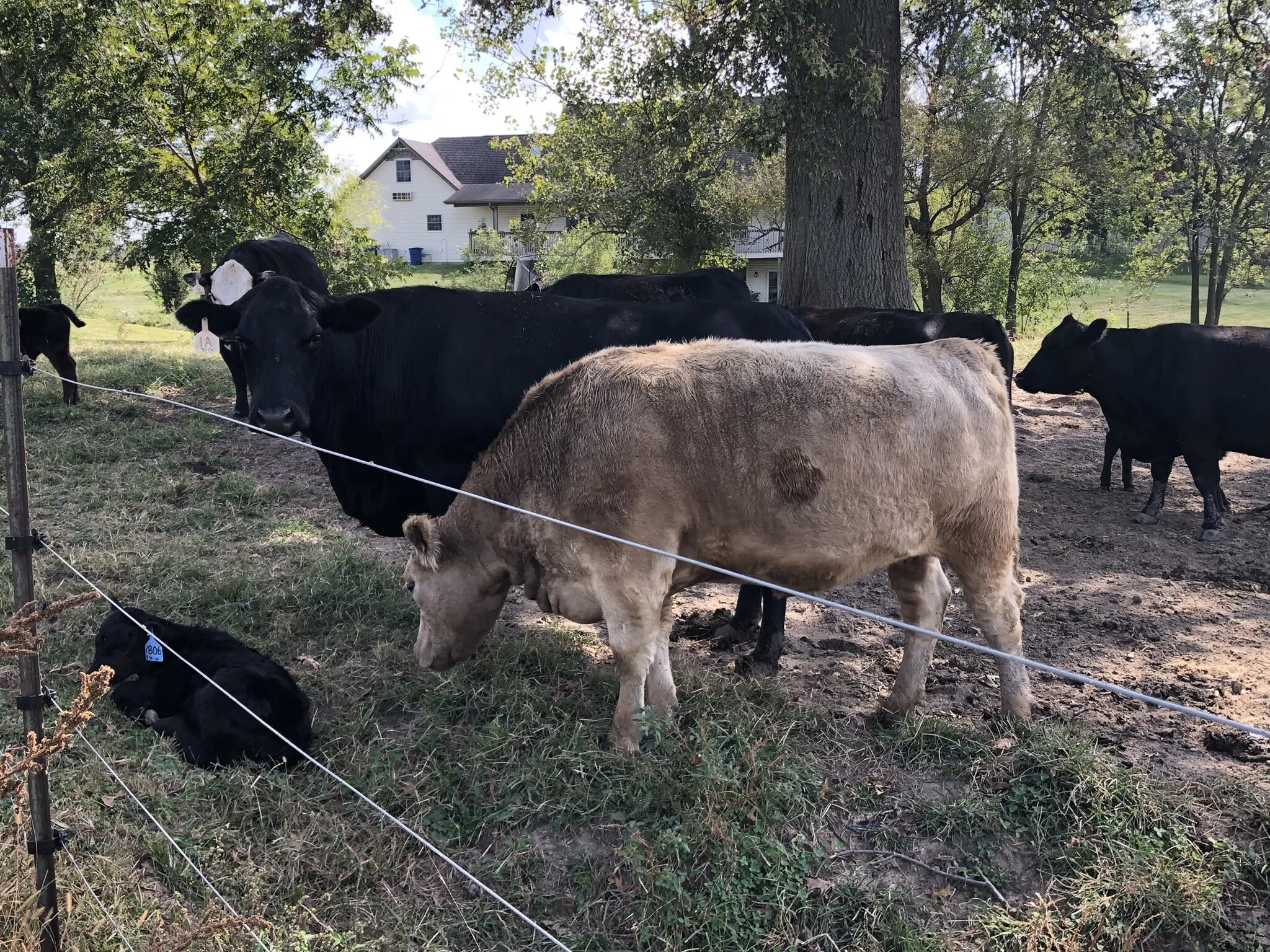 About — Sugar Creek Valley Meats, LLC