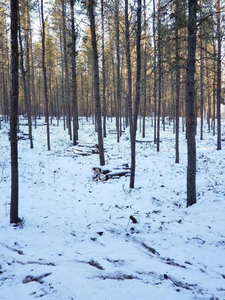Firefighters in woods