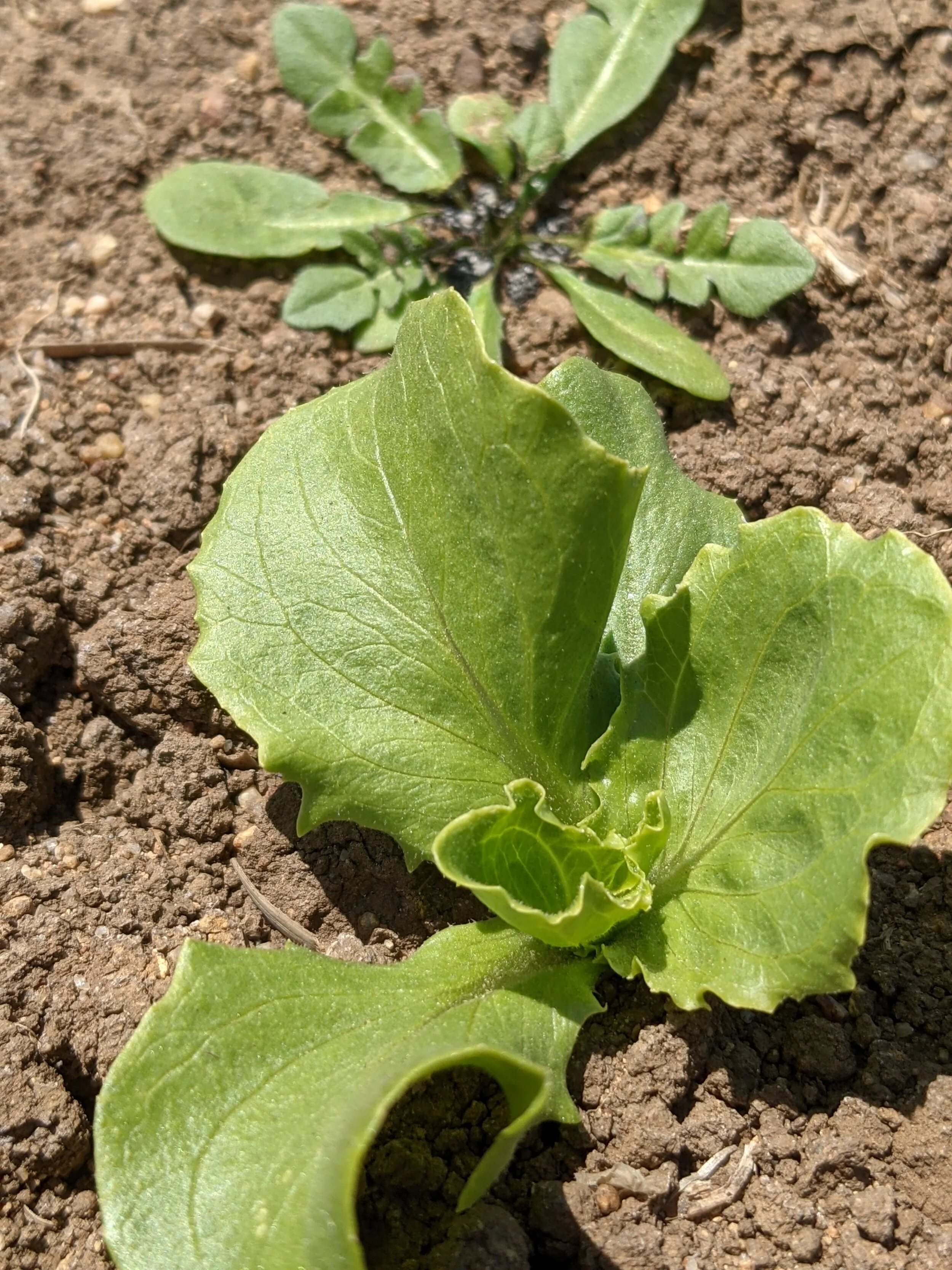 Lechuga sana y una bolsa de pastor apuntada con láser.