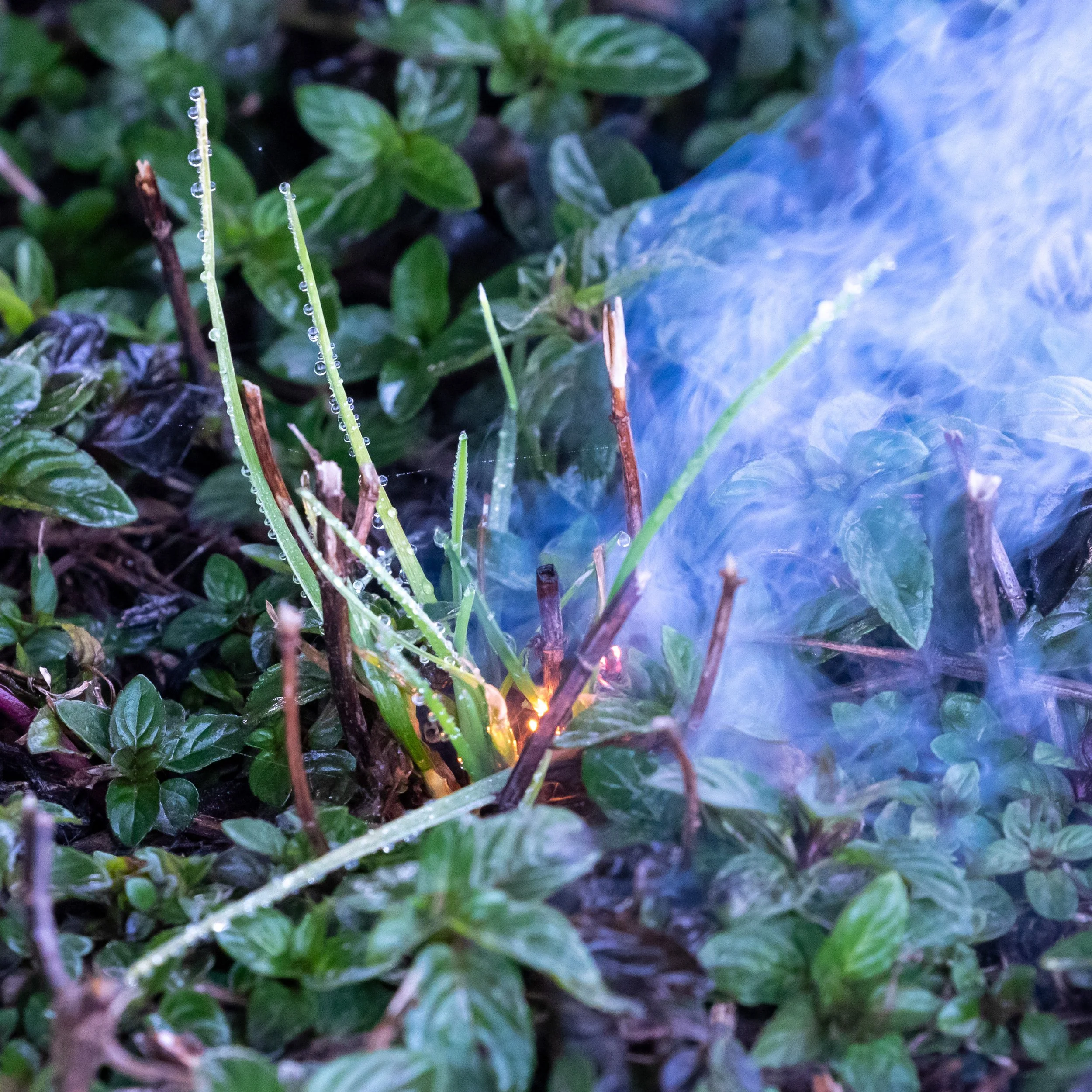 Laser-Präzisionsentkrautung von Pfefferminze mit hoher Dichte