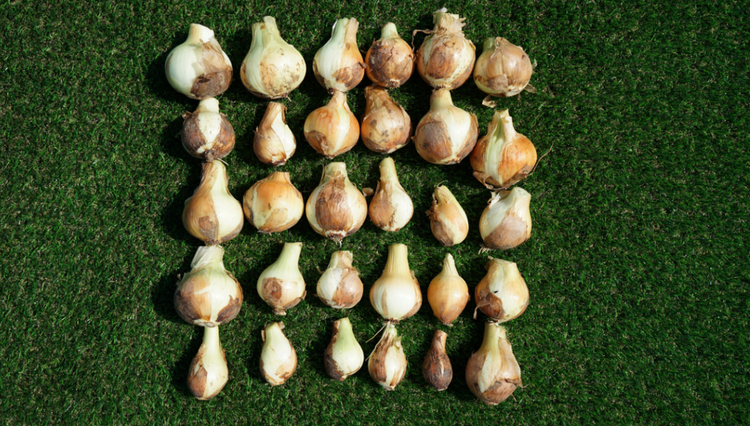 Onion bulbs harvested from the herbicide plot