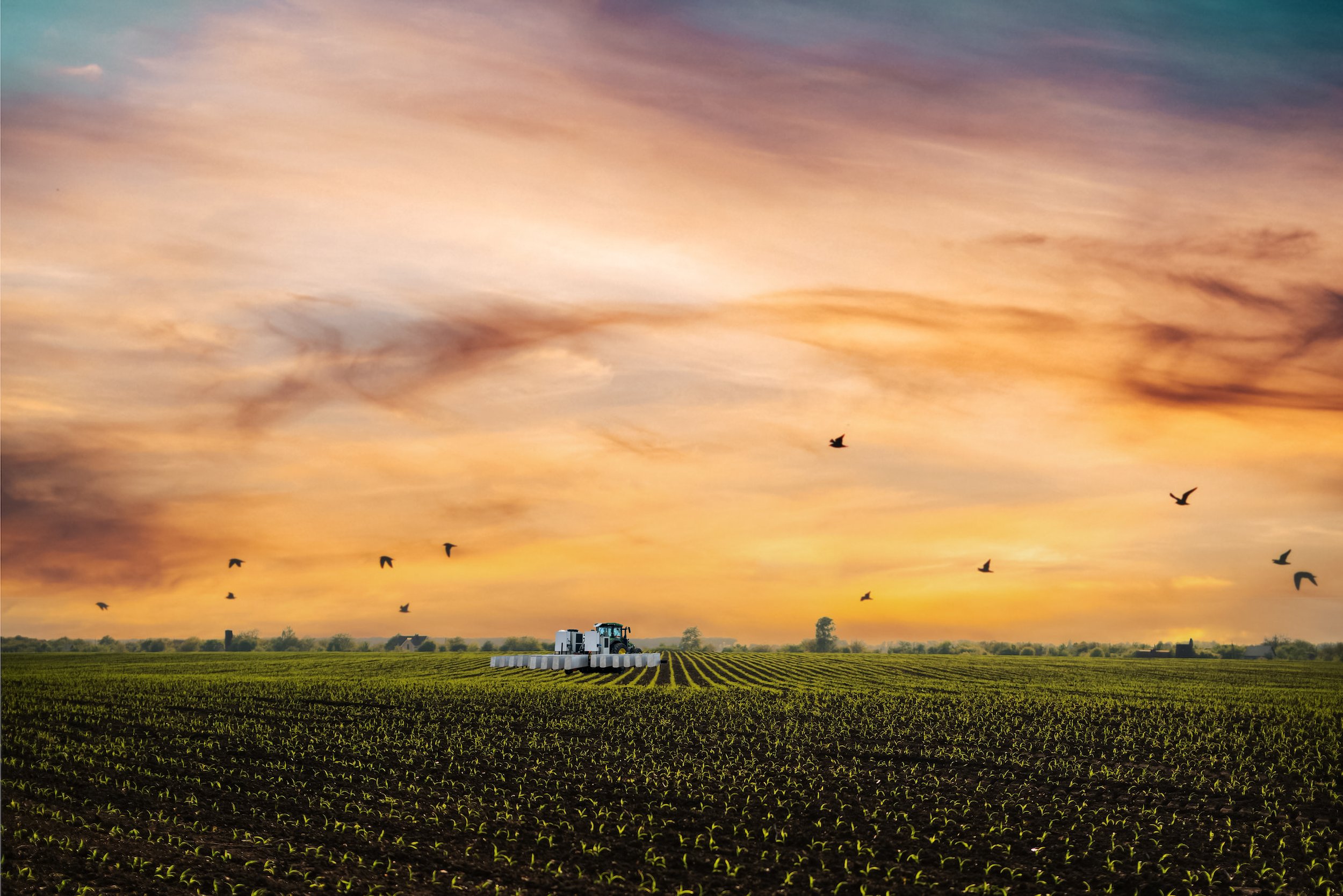 Tractor in a vast agricultural field at sunset with birds flying in the sky.