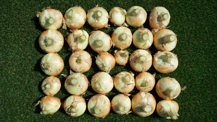 Onion bulbs harvested from the LaserWeeder plot