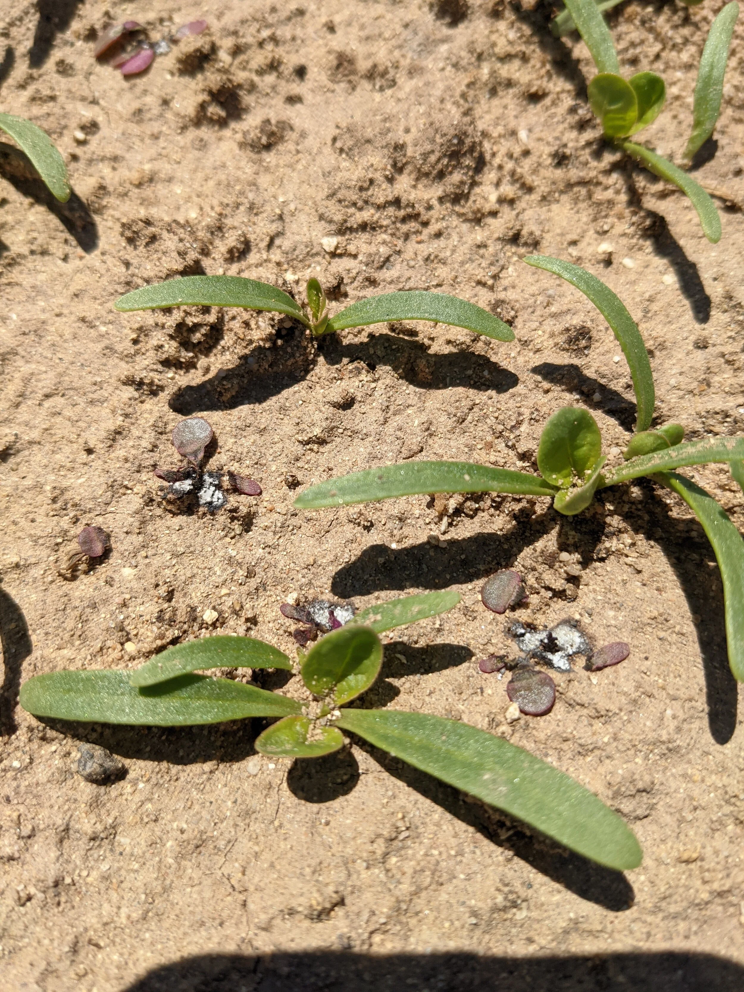 Las plantas de espinacas tiernas ya no tienen que competir con las malas hierbas.