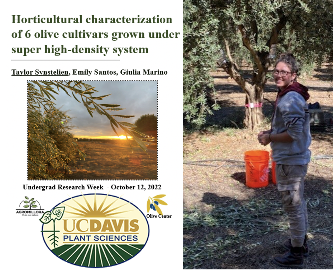 Events at the UC Davis Olive Center