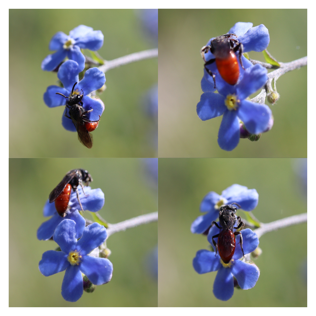 Halictidae (sweat bees) — Alberta Native Bee Council