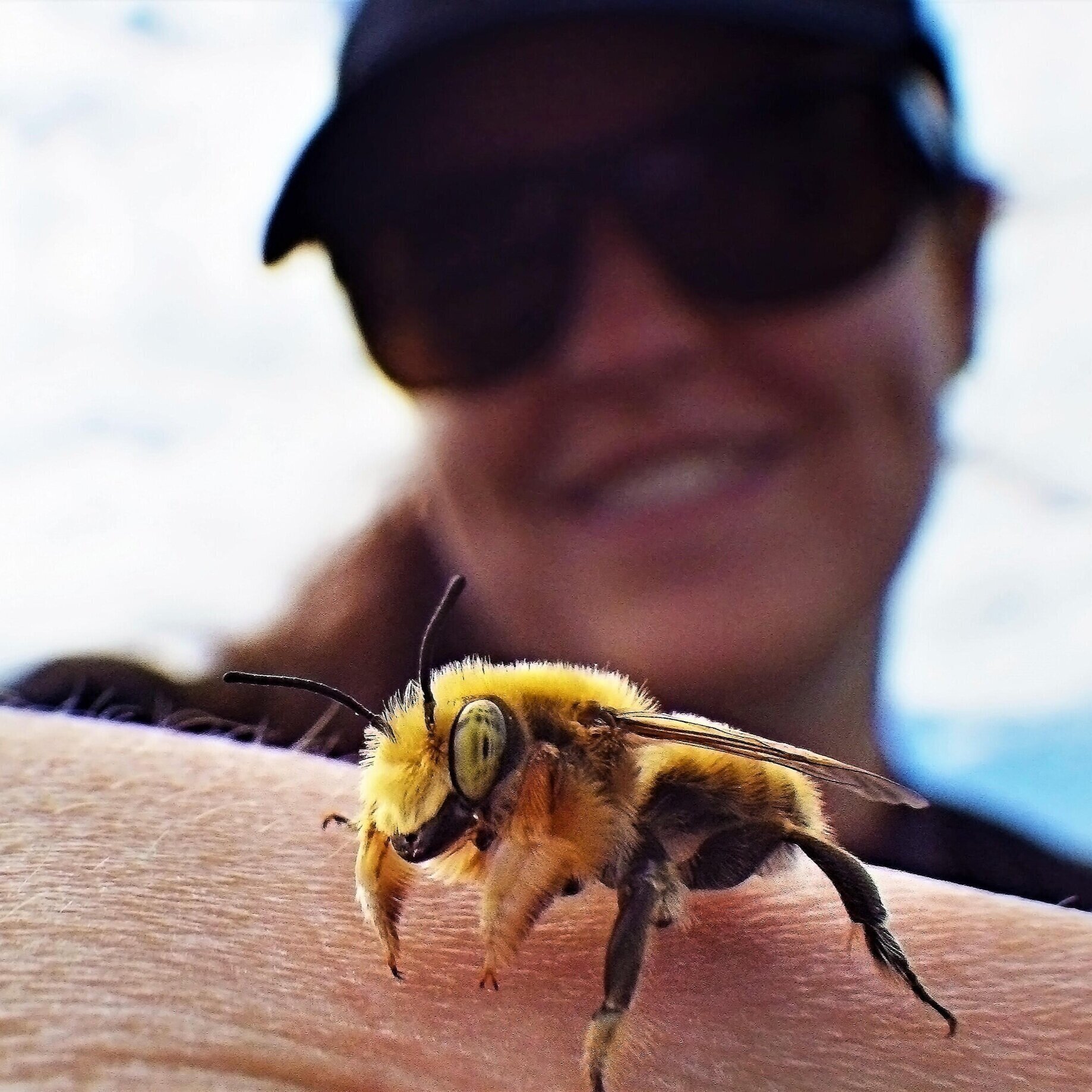 Alberta’S Native Bees — Alberta Native Bee Council – AADZQ