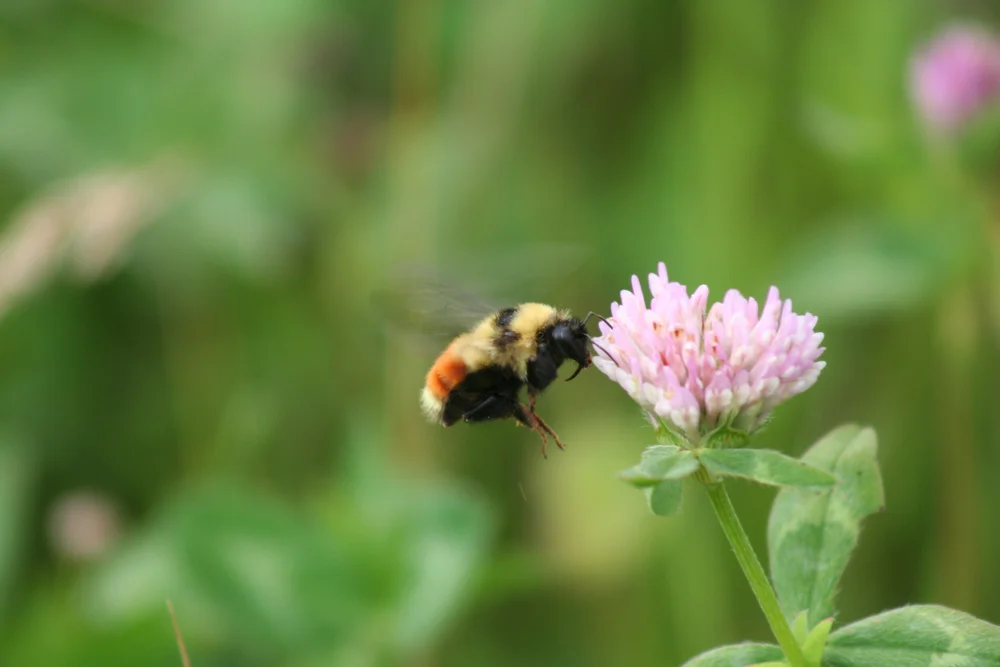 Introduction to Alberta Native Bees — Alberta Native Bee Council