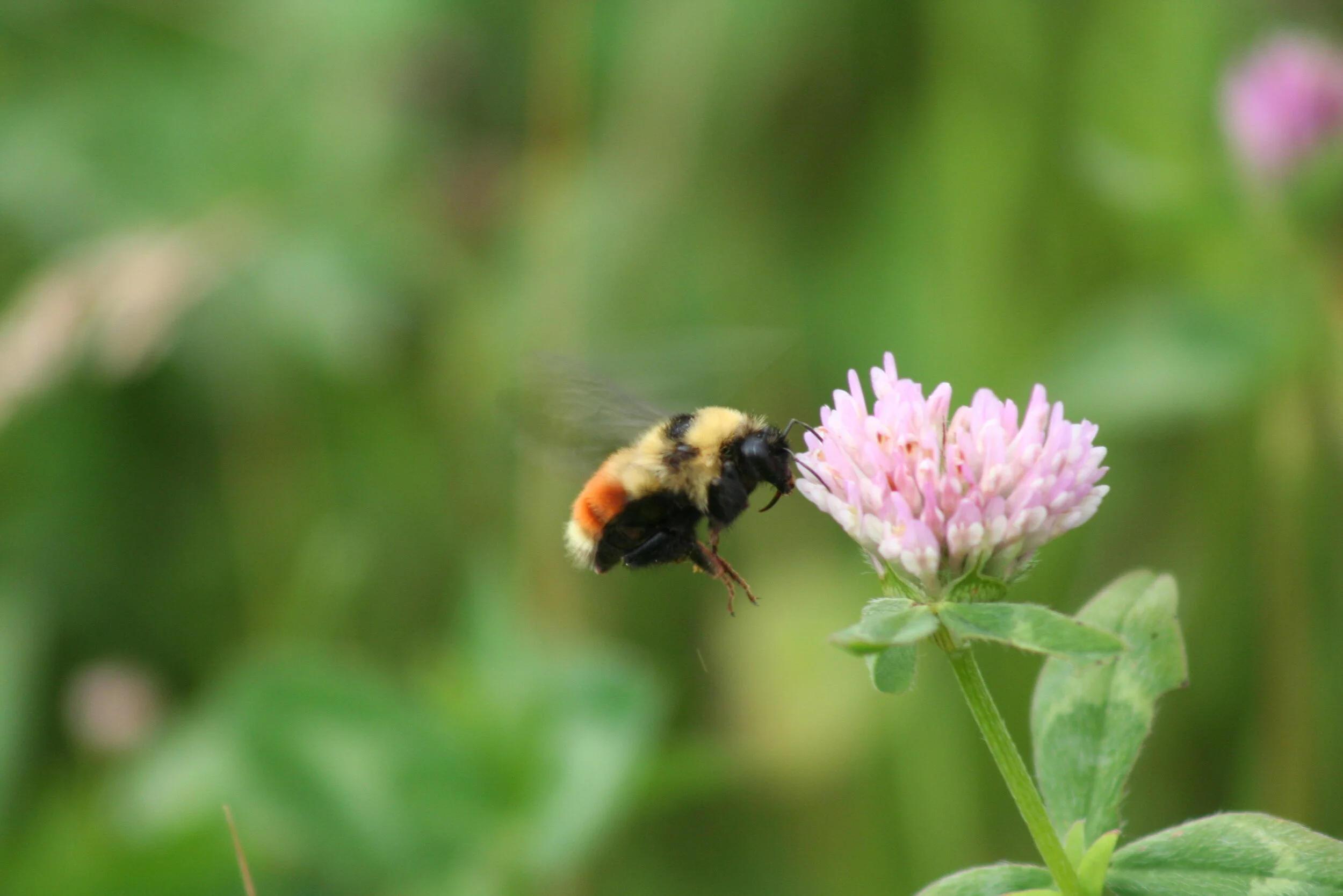 Introduction to Alberta Native Bees — Alberta Native Bee Council
