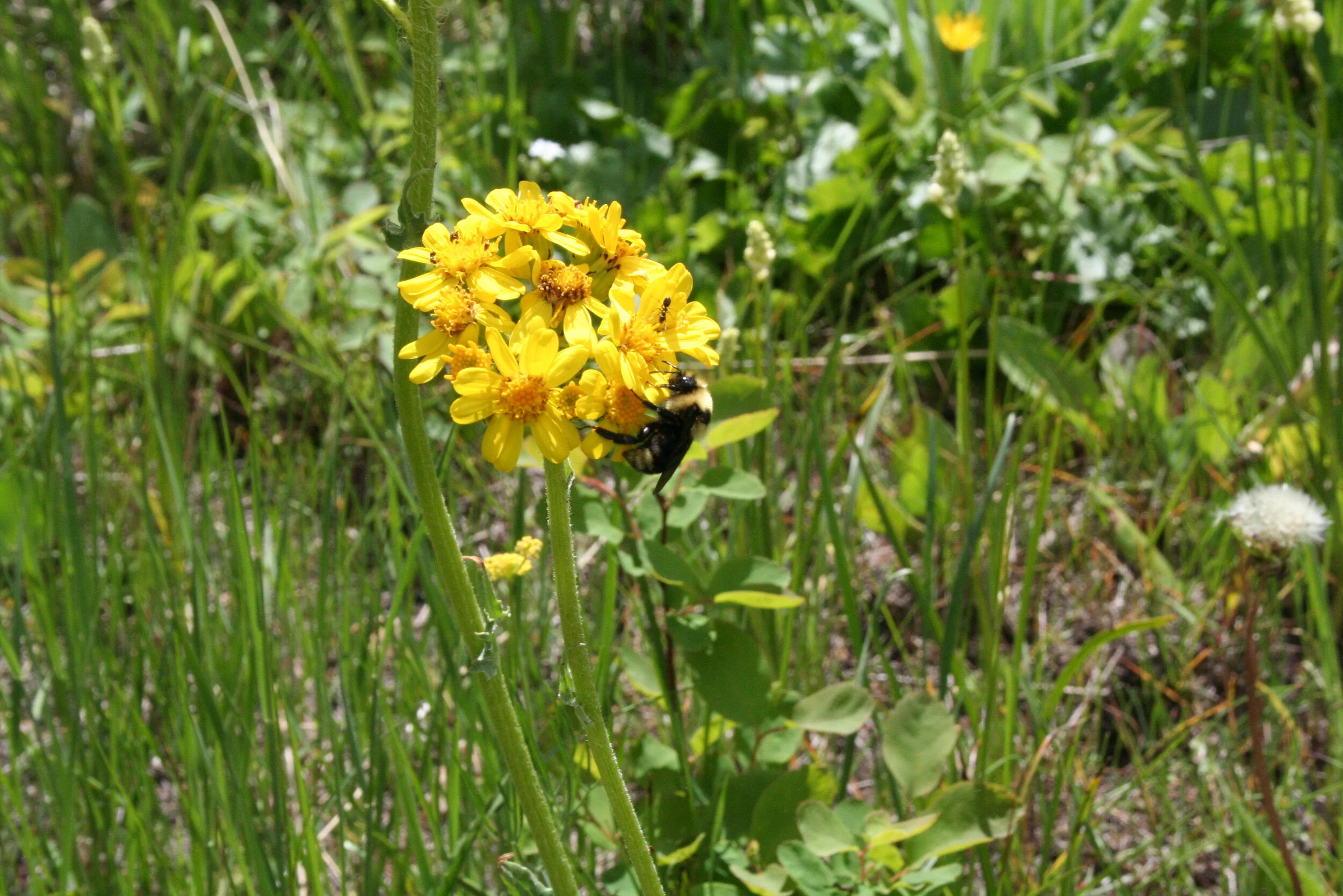 What is a Bee? — Alberta Native Bee Council