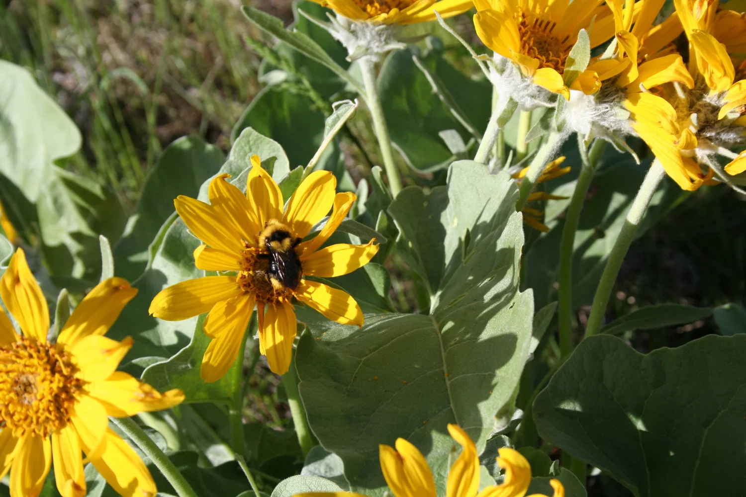 Events — Alberta Native Bee Council