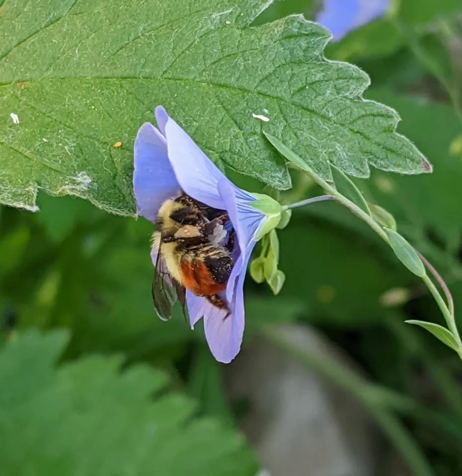 Supporting Native Bees in Your Landscape with Locally Sourced Native