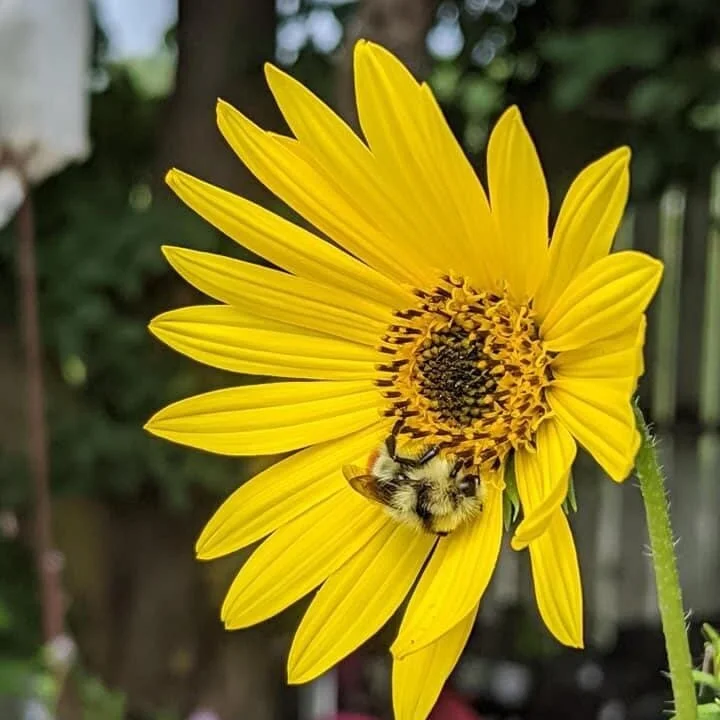 Supporting Native Bees in Your Landscape with Locally Sourced Native