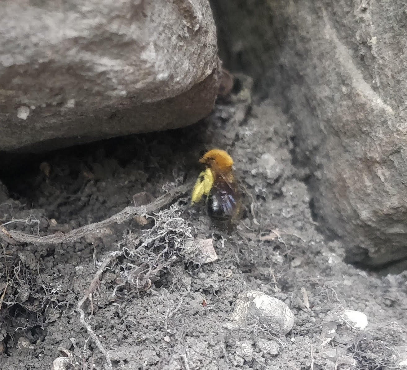 ground bee.jpg