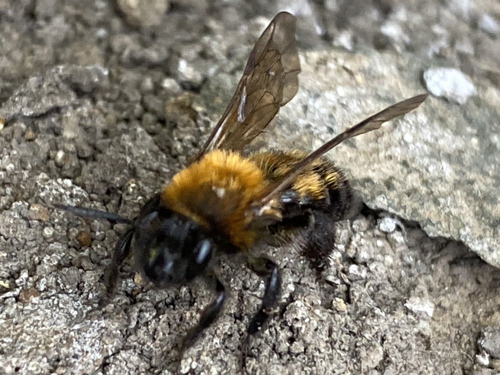 mining bee.jpeg