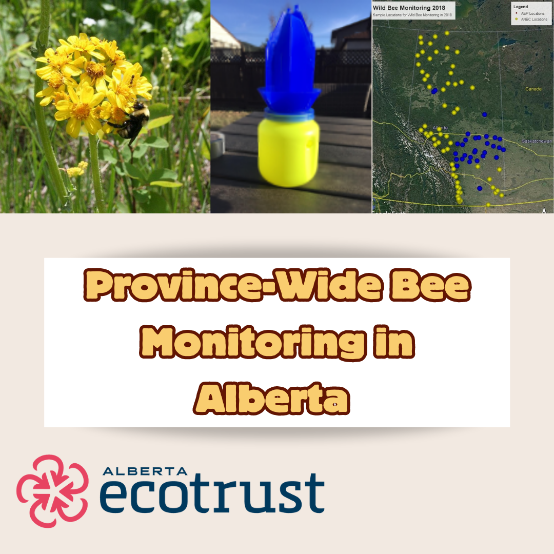 Blog — Alberta Native Bee Council