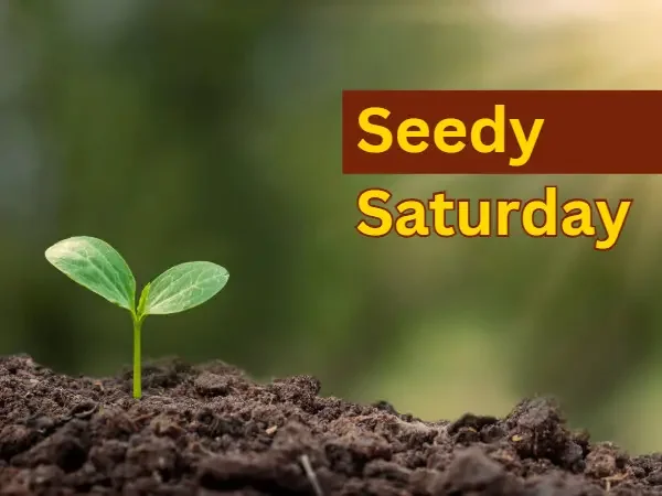 Edmonton Seedy Saturday