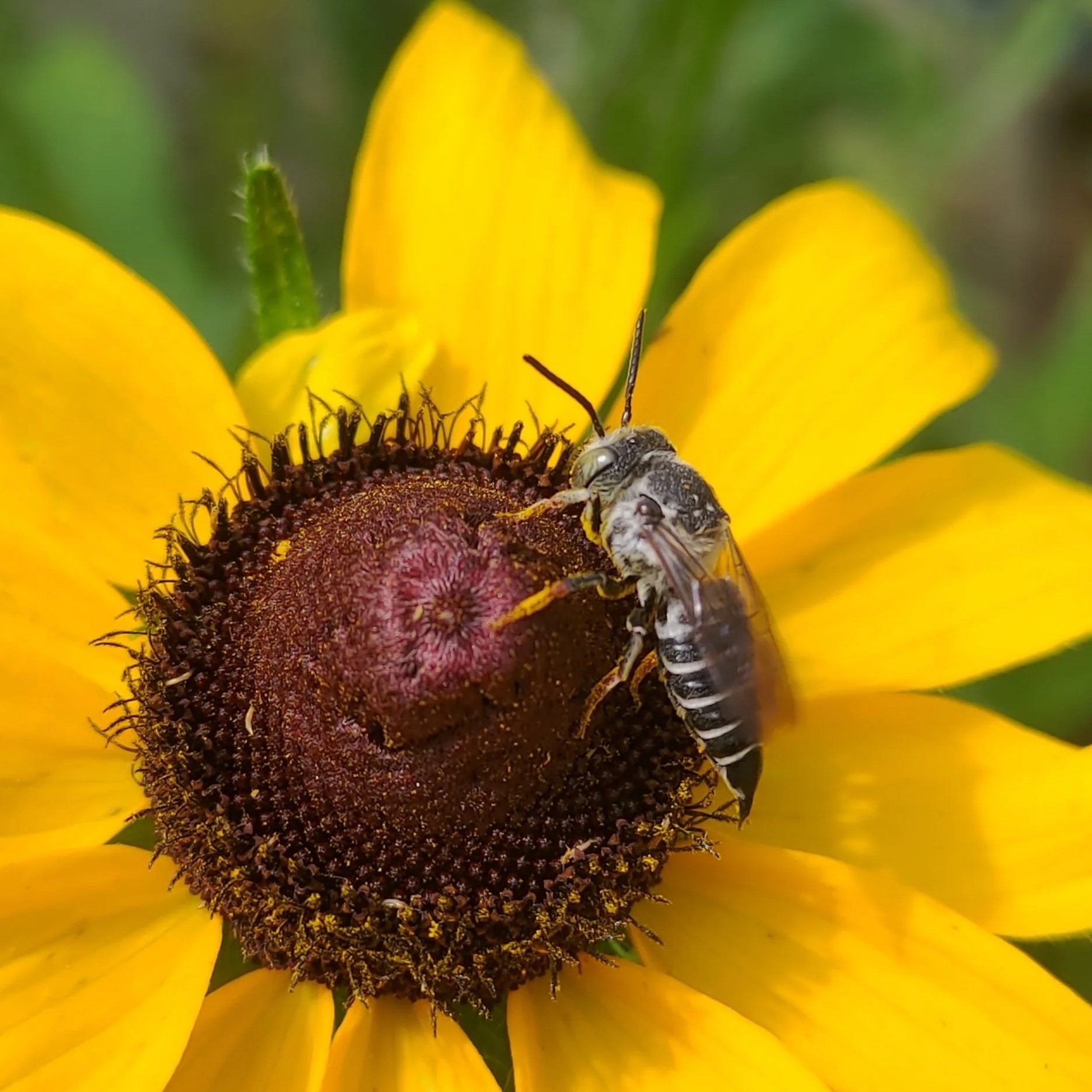 Pollinator Walk and Talk- St. Albert Botanical Park