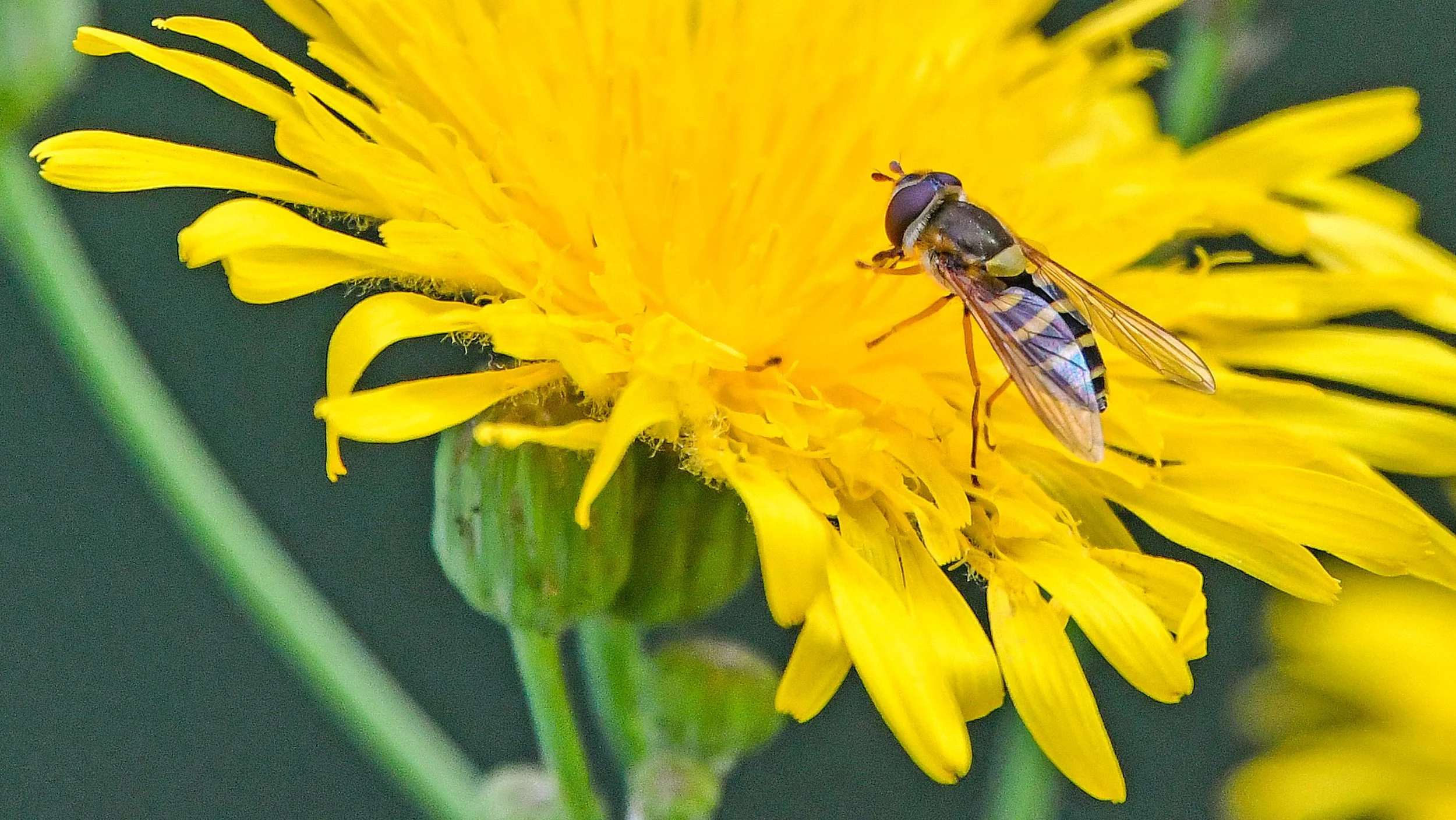 Pollinators, crops, and field borders: oh my!