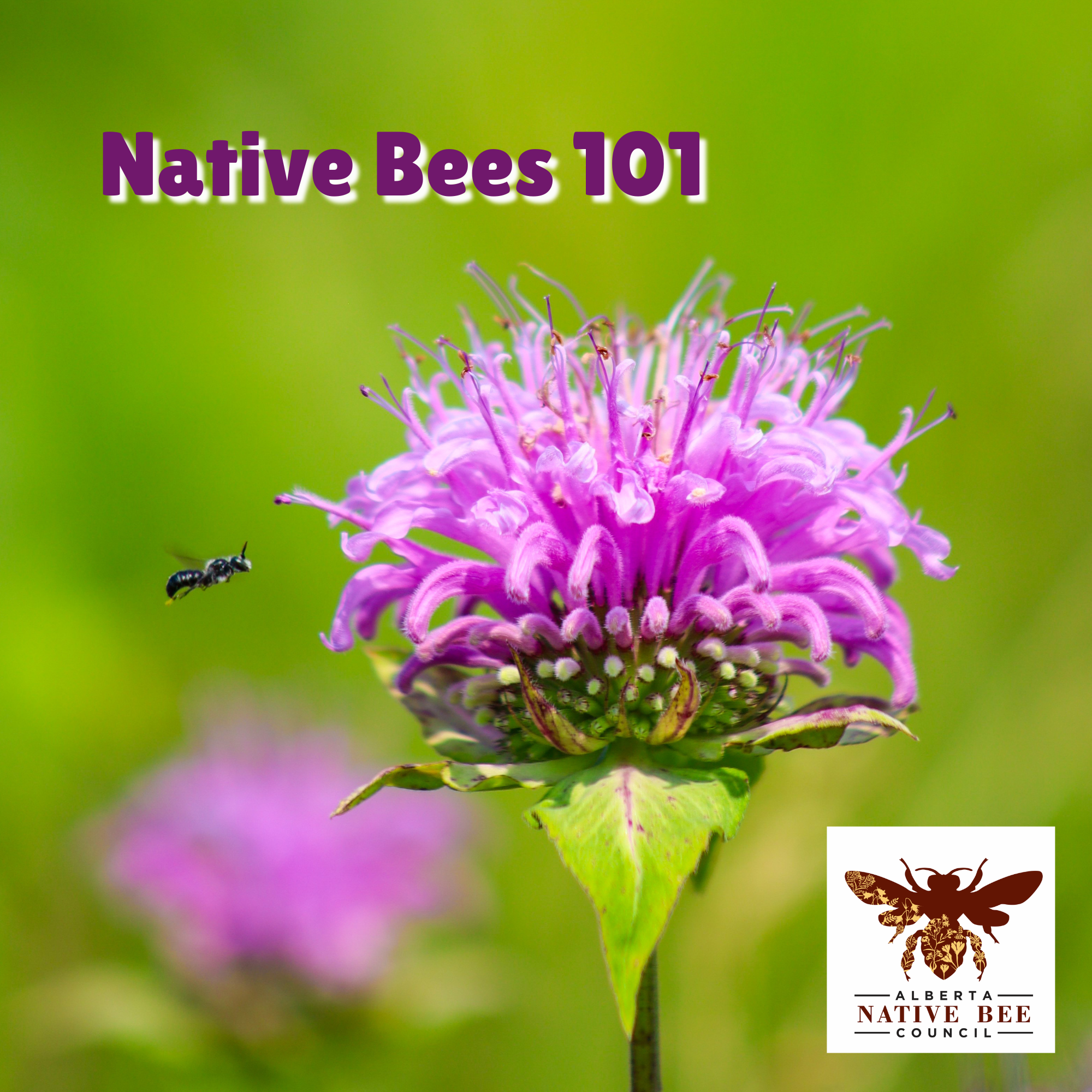 Native Bees 101 Webinar with EcoBrooks