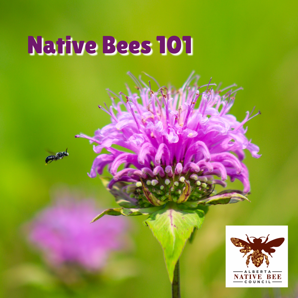 Events — Alberta Native Bee Council