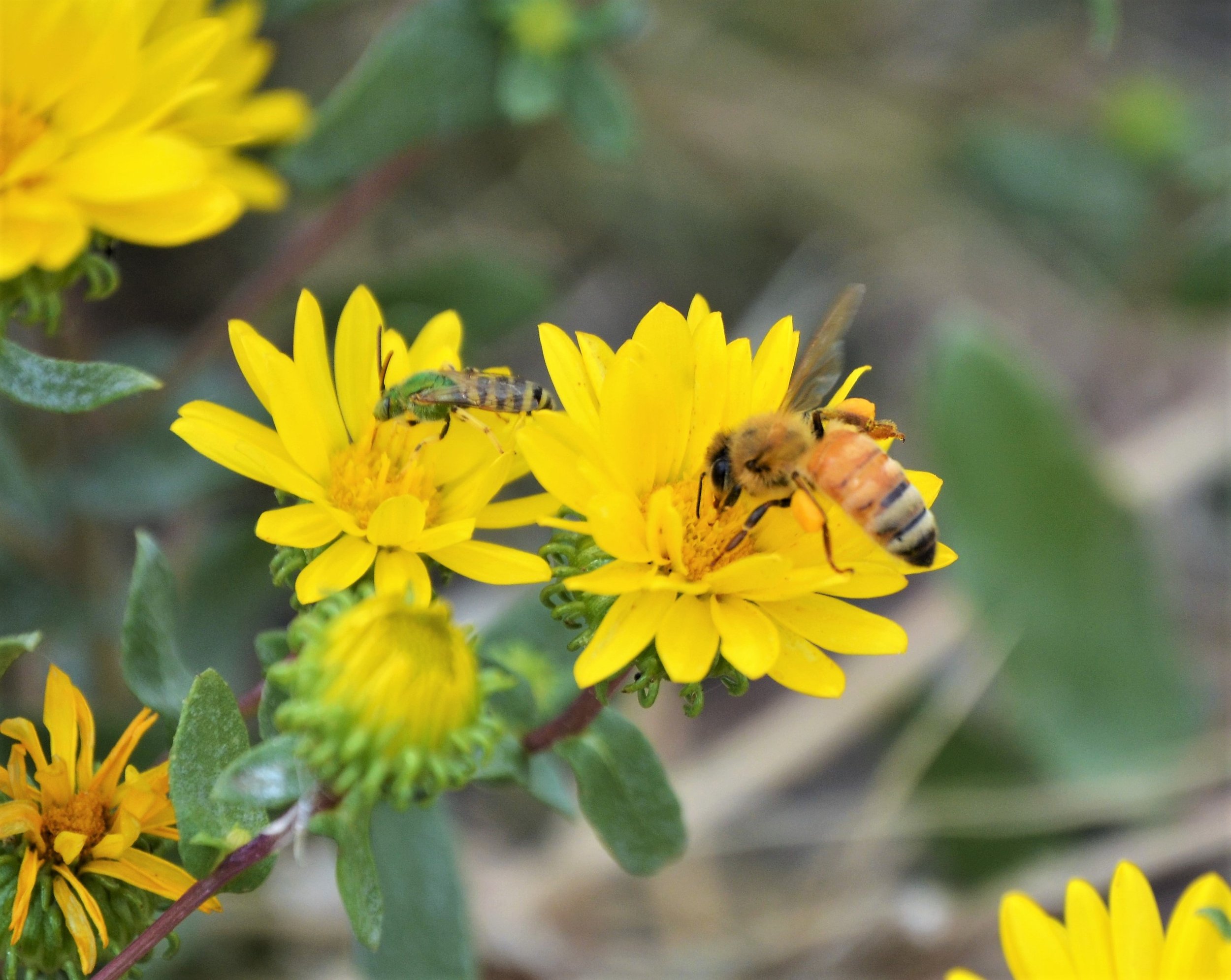 Edmonton District Beekeepers Association (EDBA) Meeting
