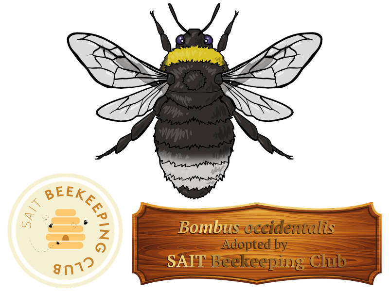 Copy of Adopt a bee post.png