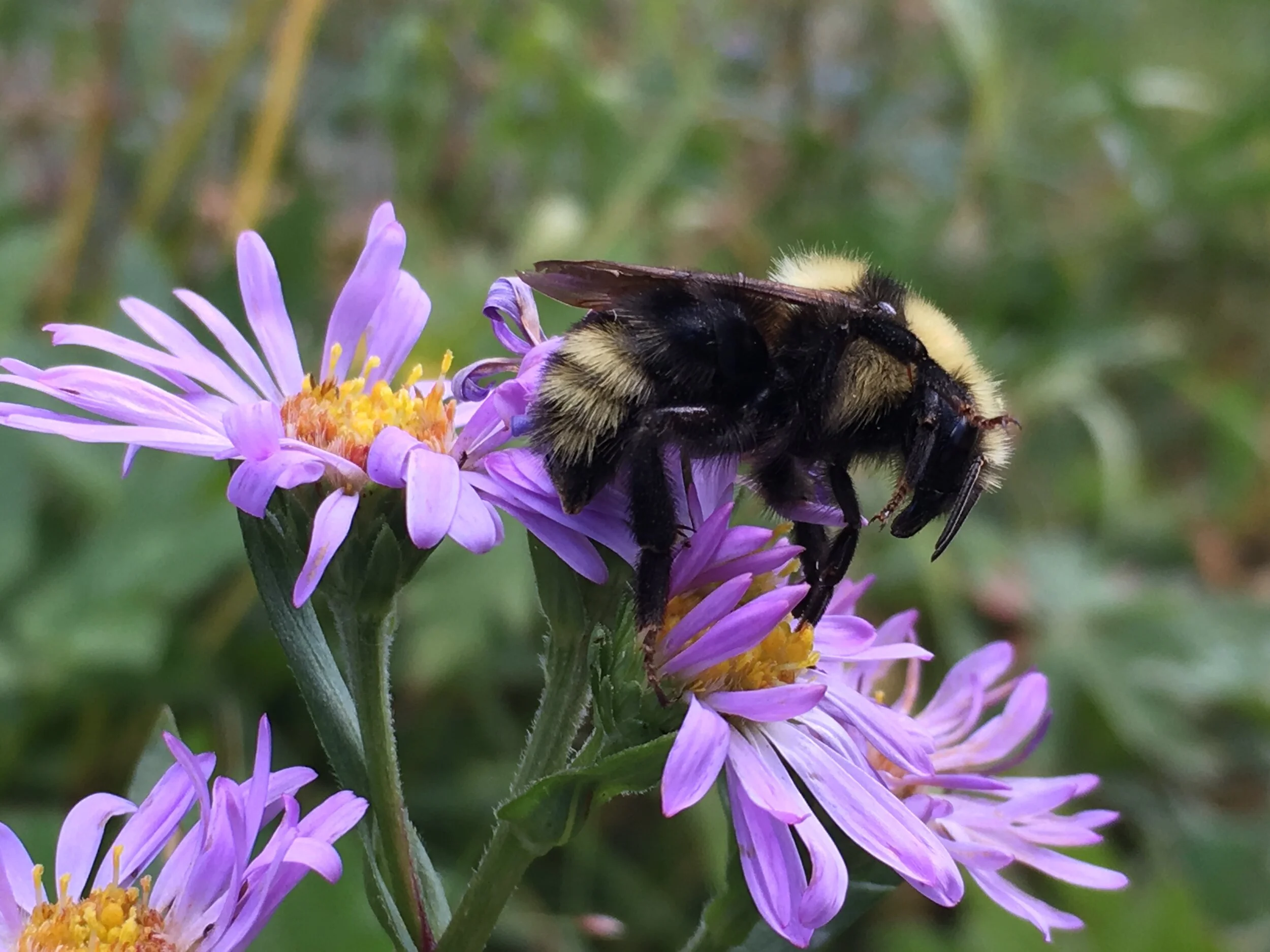 Alberta's Native Bees — Alberta Native Bee Council