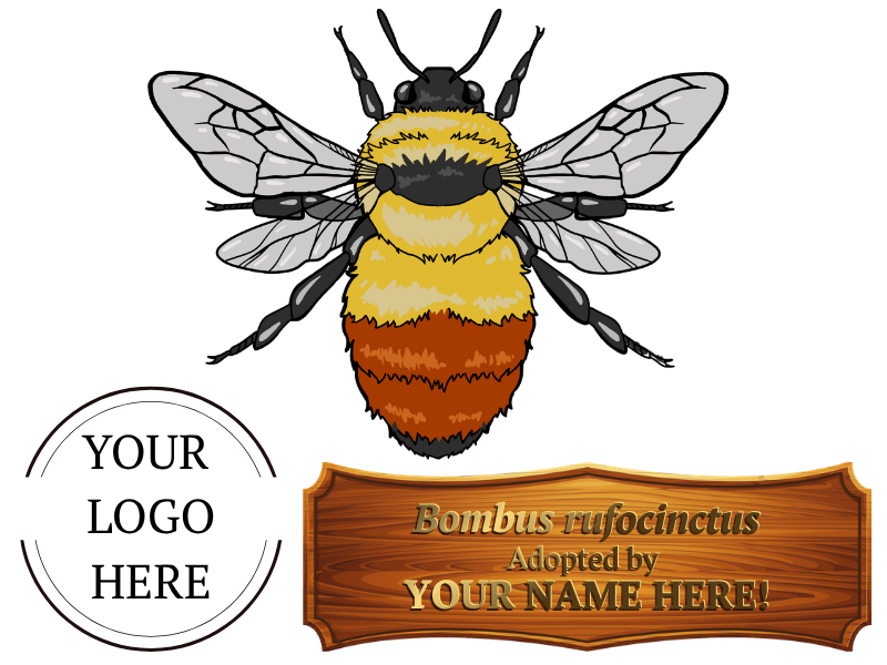 Adopt a bee website template (1).png