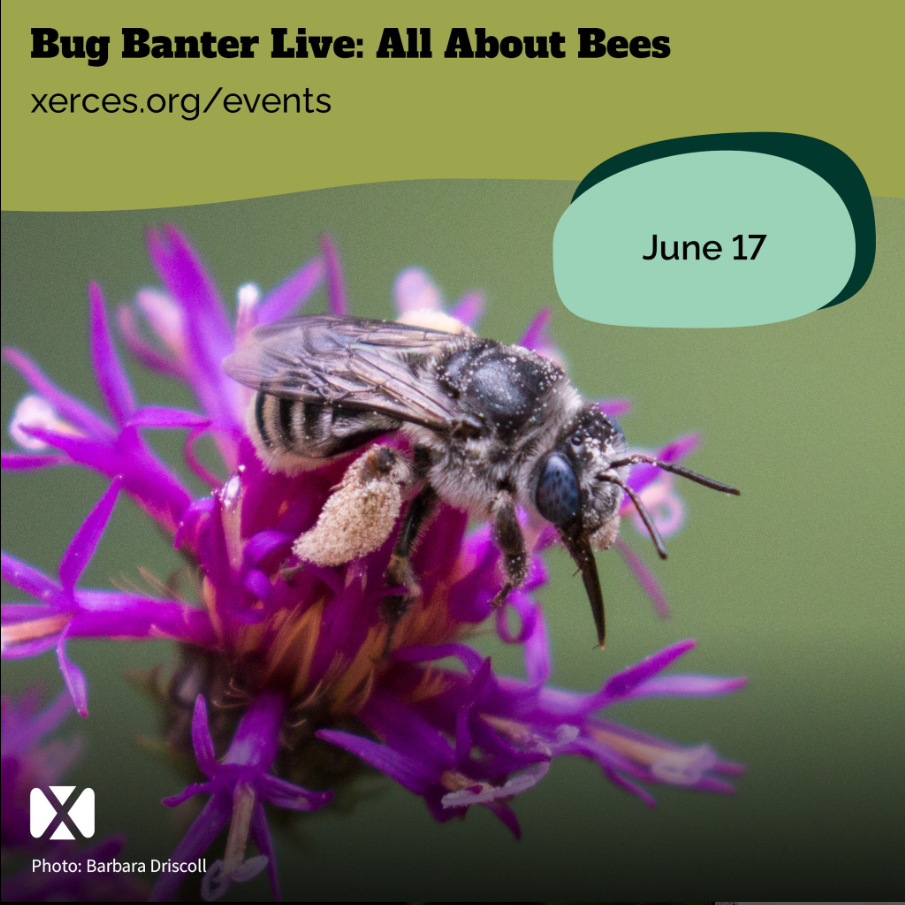 Pollinator Week Video Pollinator Week 2024 Events — Alberta Native Bee Council