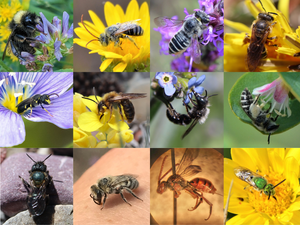 Alberta's Native Bees — Alberta Native Bee Council