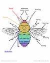 Identifying Wild Bees — Alberta Native Bee Council