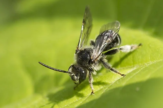 Melittidae (oil bees)