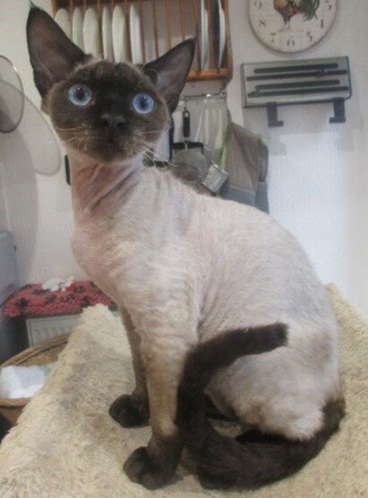 Phoenix - Our latest addition, a seal point cuddle bunny, Bountiful Phoenixoffire, aka Phoenix.