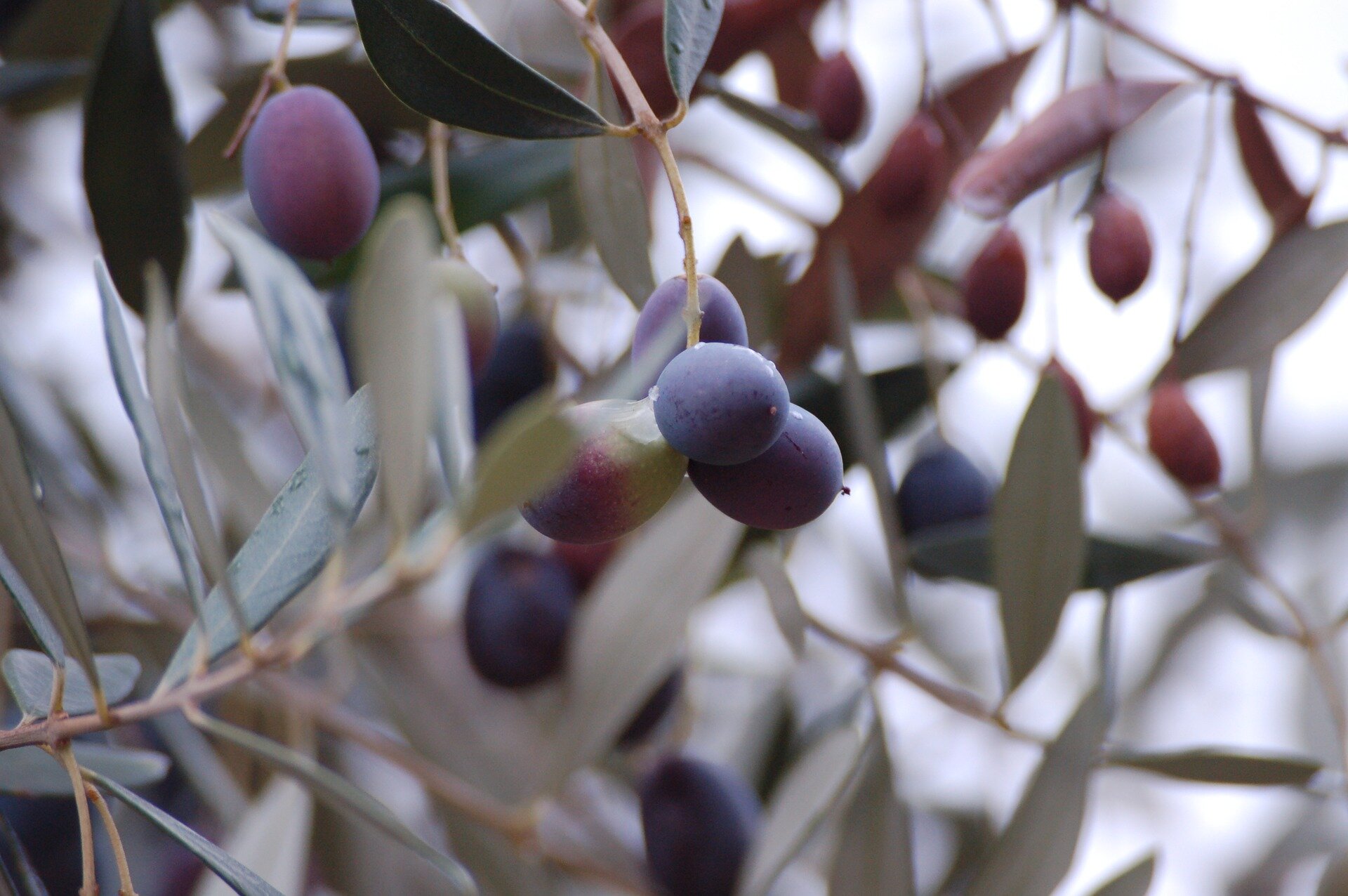 olives on tree-1573583_1920.jpg