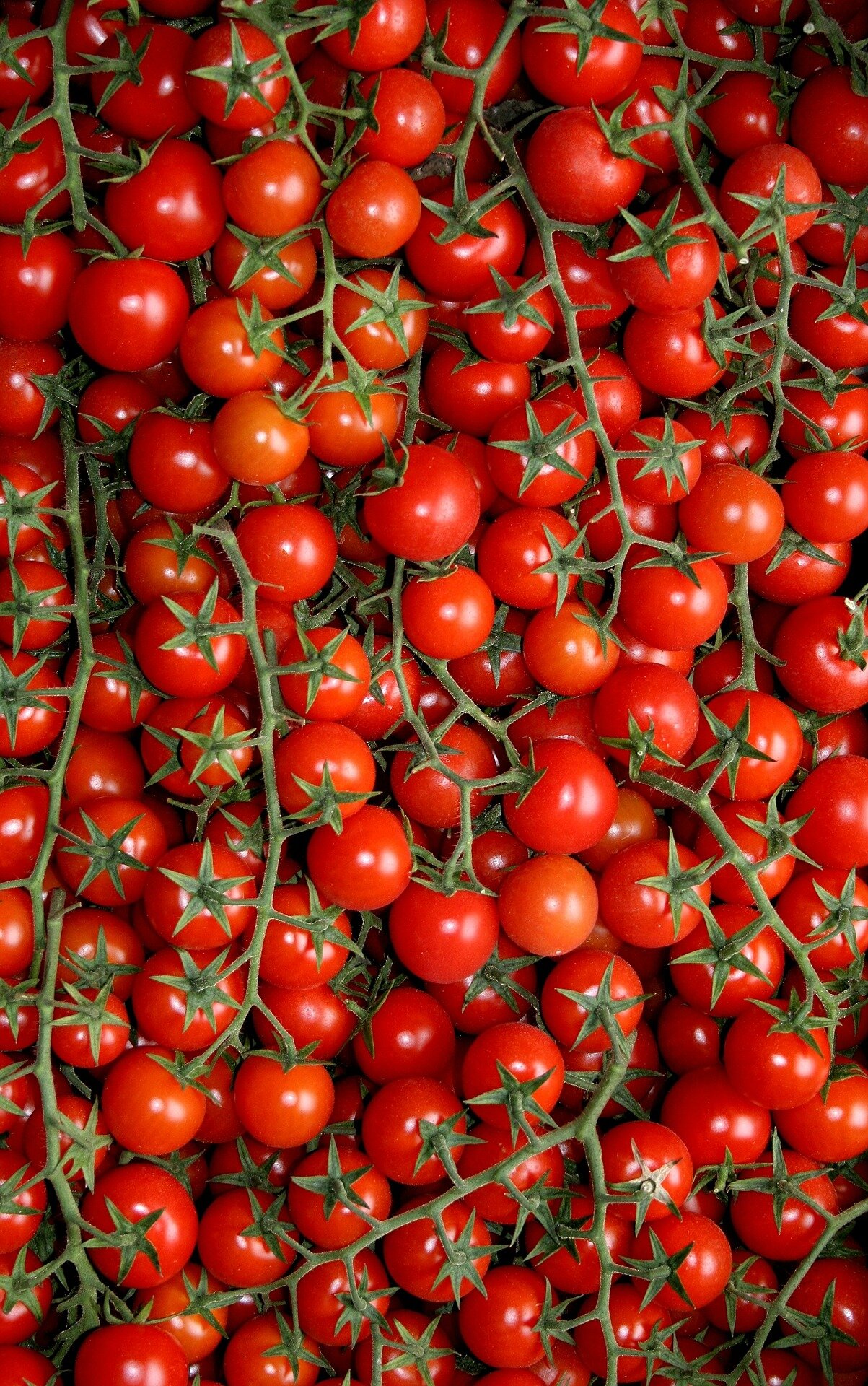 tomatoes-539909_1920.jpg