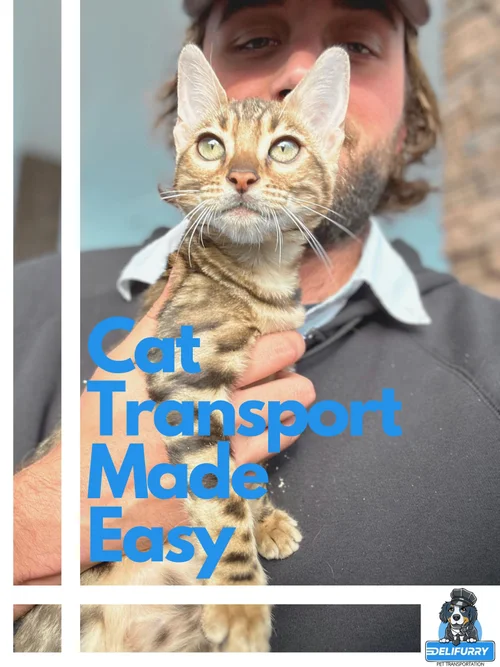 Cat Transport — Delifurry