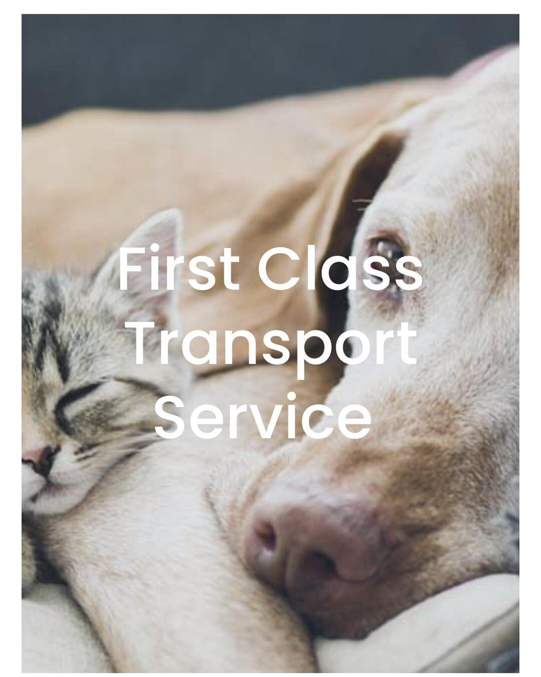 Delifurry's bark-ingly talented team of pet lovers is here to make your travel experience with your four-legged friends as smooth as possible. Meet the pack behind the scenes and see why they're the top dogs in pet transport!

https://delifurry.com/p