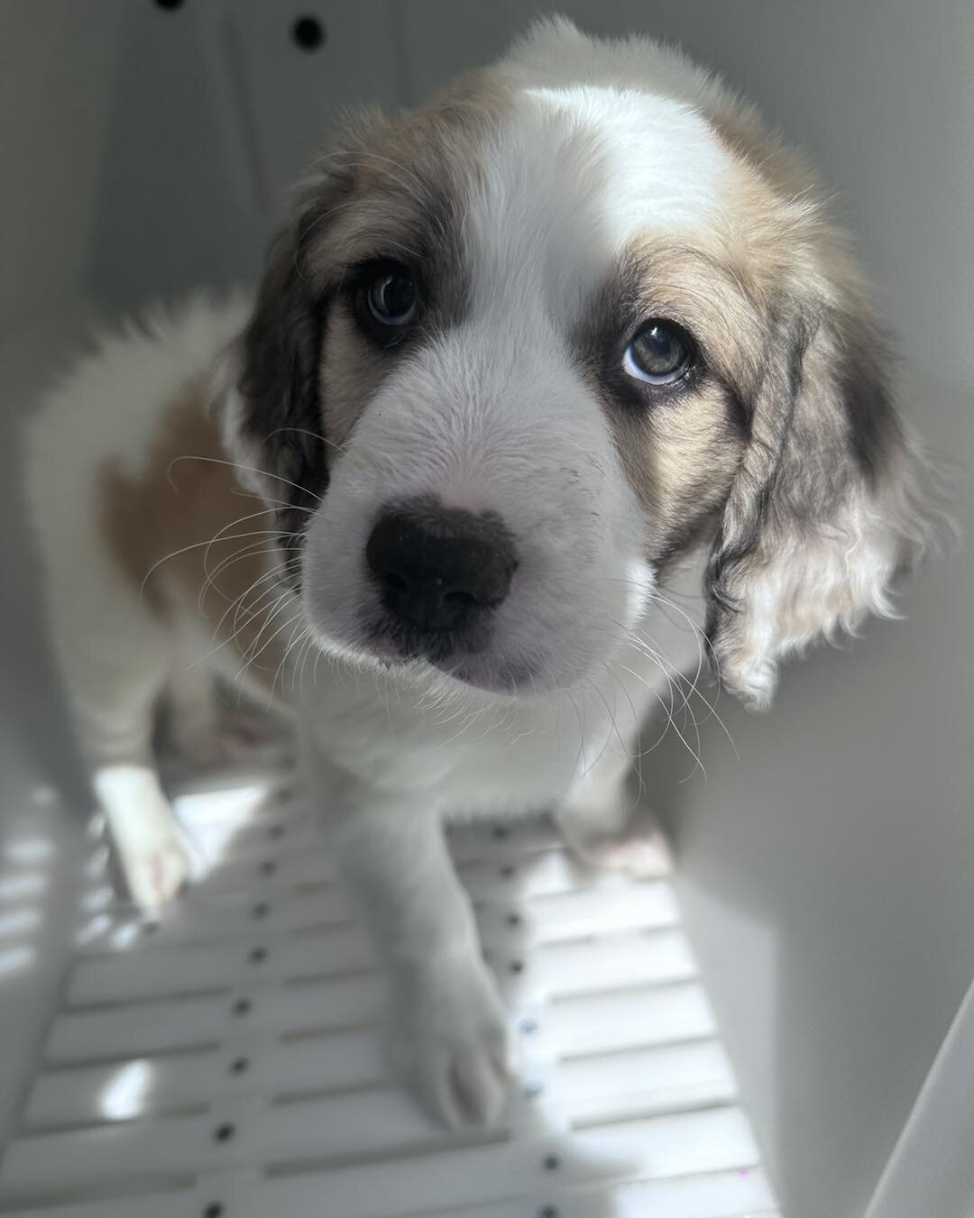 Faces this cute deserve the ultimate snuggles 🥰 
Thank you Mountain State Saint Berdoodles for letting us take them to their new homes!!

Need help getting a furbaby? Check out our website below and we can bring them to your door!
www.Delifurry.com
