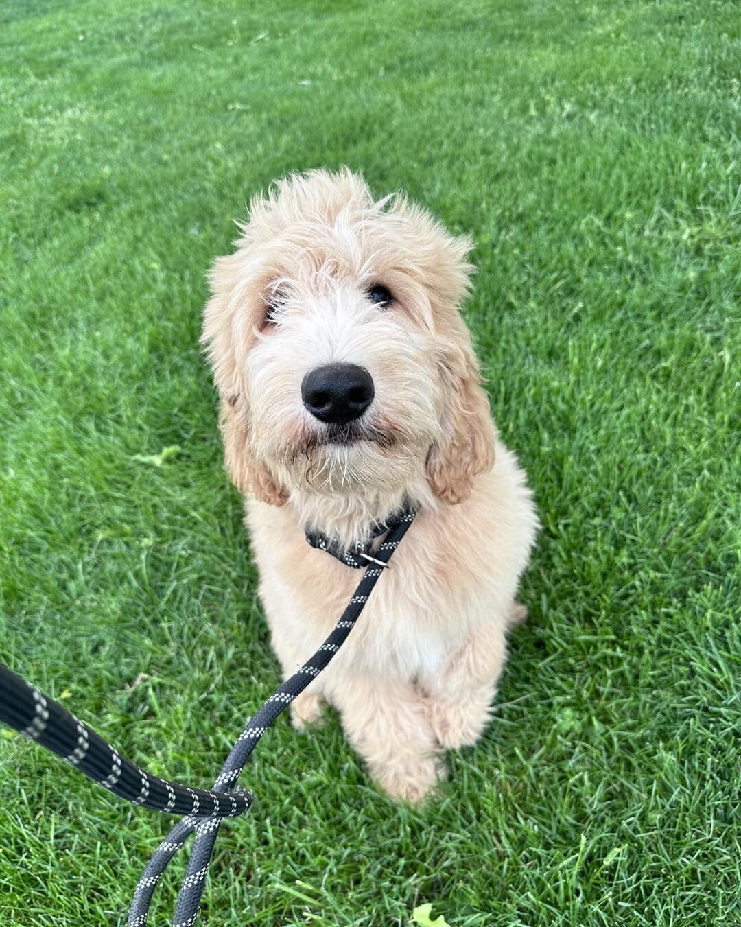 When you want to call Toby &ldquo;Teddy&rdquo; the whole trip because he looks so much like a teddy bear! 

So happy we got to work with Allison Family Doodles to help get this sweet boy from Tennessee to Montana!

Need your pup transported? Check ou