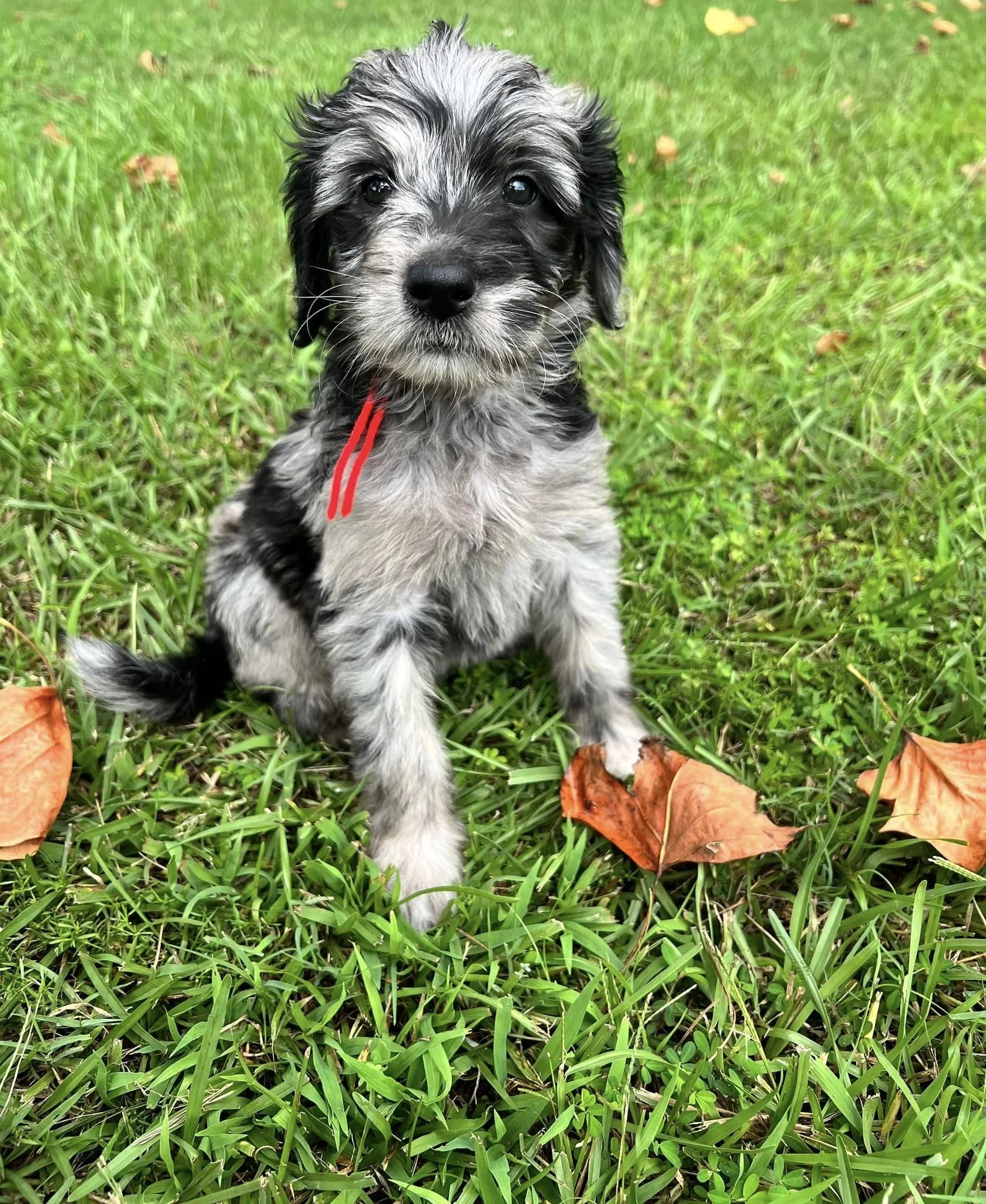 OBX Blue Merle pup.jpg