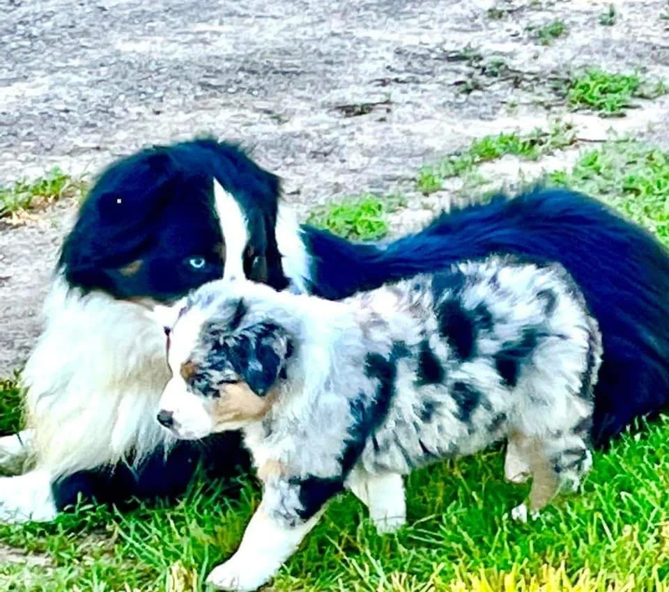 XA Adult and pup.jpg