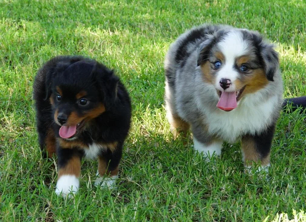 porter house cute puppies.jpg