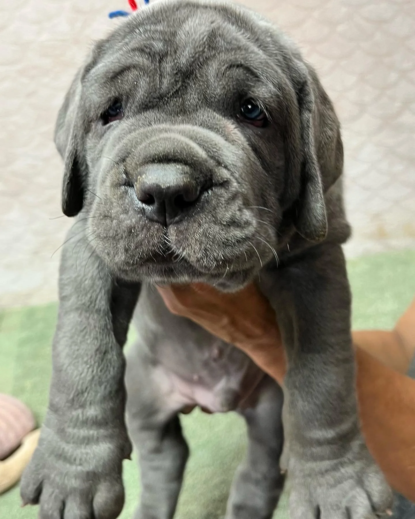 Neapolitan Mastiff Purebred Bullmastiff Puppies For Sale