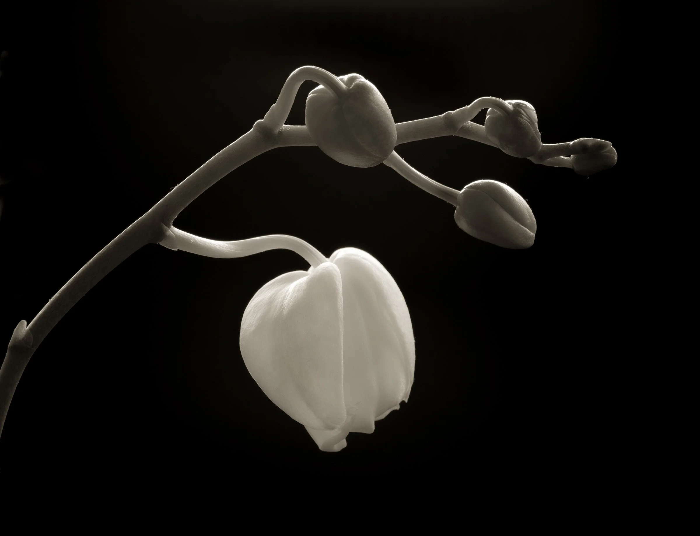 Orchid 1 9536 copy 3.jpg