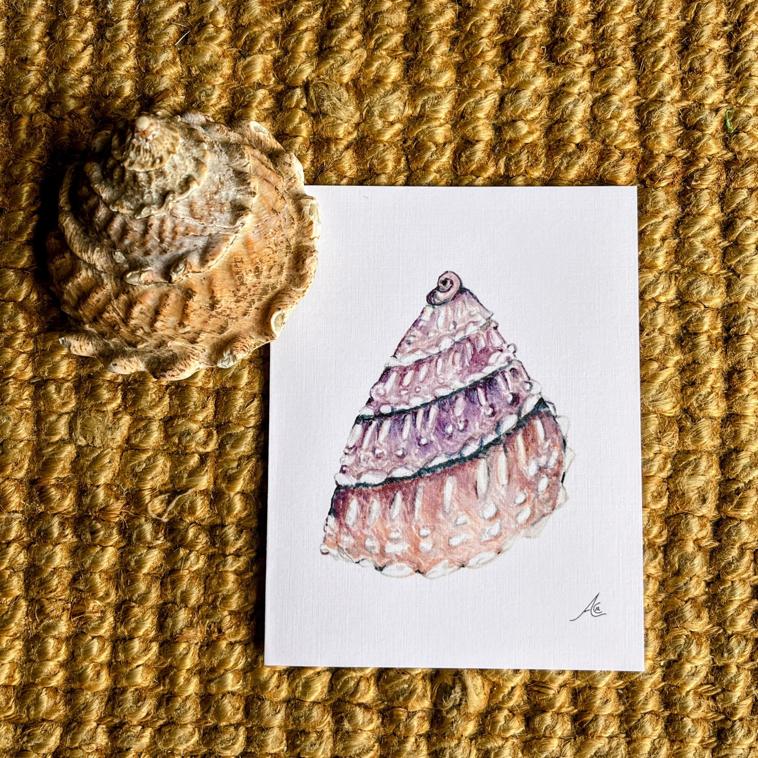 Greeting Cards California Shores, Ocean : Wavy Turban Snail